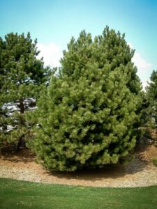 Сосна Чёрная (Pinus Nigra) купить по цене от 270.00р. в интернет-магазине «Посадика» с доставкой почтой в в Горно-Алтайске и по всей России – [изображение №1].