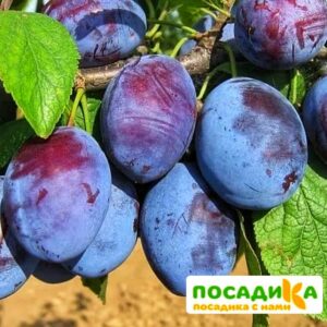 Слива Чачакская ранняя купить по цене от 229.00р. в интернет-магазине «Посадика» с доставкой почтой в в Горно-Алтайске и по всей России – [изображение №1].