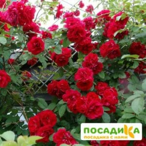 Роза плетистая Амадеус купить по цене от 399.00р. в интернет-магазине «Посадика» с доставкой почтой в в Горно-Алтайске и по всей России – [изображение №1].
