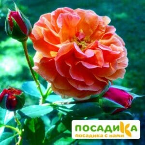 Роза Арабия купить по цене от 350.00р. в интернет-магазине «Посадика» с доставкой почтой в в Горно-Алтайске и по всей России – [изображение №1].