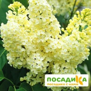 Сирень Примроуз (Primrose) купить по цене от 529.00р. в интернет-магазине «Посадика» с доставкой почтой в в Горно-Алтайске и по всей России – [изображение №1].