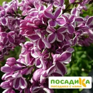 Сирень Сенсация купить по цене от 529.00р. в интернет-магазине «Посадика» с доставкой почтой в в Горно-Алтайске и по всей России – [изображение №1].