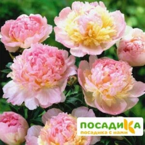 Пион Распберри Сандей (Paeonia Raspberry Sundae) купить по цене от 959р. в интернет-магазине «Посадика» с доставкой почтой в в Горно-Алтайске и по всей России – [изображение №1].