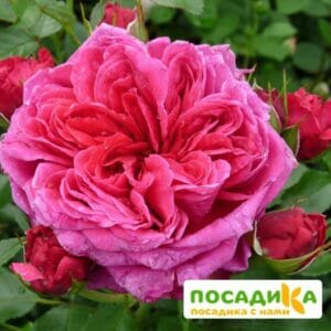 Шраб Роза Соул купить по цене от 390.00р. в интернет-магазине «Посадика» с доставкой почтой в в Горно-Алтайске и по всей России – [изображение №1].