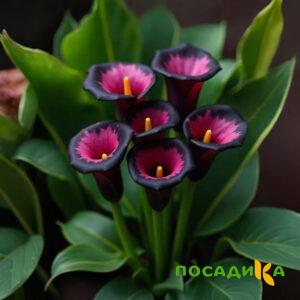Калла Аура Лейс купить по цене от 400р. в интернет-магазине «Посадика» с доставкой почтой в в Горно-Алтайске и по всей России – [изображение №1].
