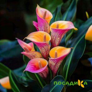 Калла Оникс купить по цене от 450р. в интернет-магазине «Посадика» с доставкой почтой в в Горно-Алтайске и по всей России – [изображение №1].