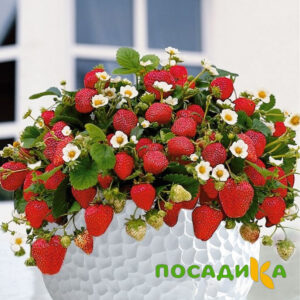 Клубника Рубиновый Шепот (горшечная) купить по цене от 240р. в интернет-магазине «Посадика» с доставкой почтой в в Горно-Алтайске и по всей России – [изображение №1].