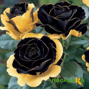Роза Ханни Сикл купить по цене от 700р. в интернет-магазине «Посадика» с доставкой почтой в в Горно-Алтайске и по всей России – [изображение №1].