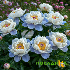 Пион акварельный Этюд купить по цене от 806р. в интернет-магазине «Посадика» с доставкой почтой в в Горно-Алтайске и по всей России – [изображение №1].