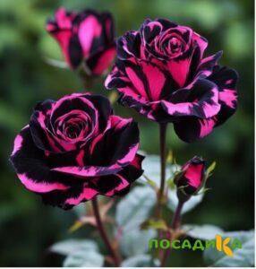 Роза Багровый Шепот купить по цене от 366р. в интернет-магазине «Посадика» с доставкой почтой в в Горно-Алтайске и по всей России – [изображение №1].