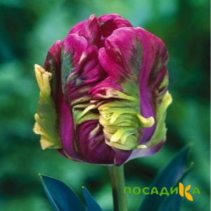 Тюльпан Экзотик Хэвен купить по цене от 186р. в интернет-магазине «Посадика» с доставкой почтой в в Горно-Алтайске и по всей России – [изображение №1].