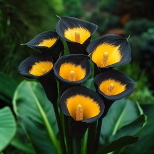 Калла Легато купить по цене от 620р. в интернет-магазине «Посадика» с доставкой почтой в в Горно-Алтайске и по всей России – [изображение №1].