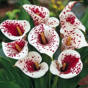 Калла Эмпайр купить по цене от 302р. в интернет-магазине «Посадика» с доставкой почтой в в Горно-Алтайске и по всей России – [изображение №1].