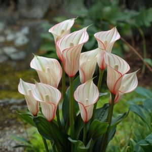 Калла Глейшер купить по цене от 299р. в интернет-магазине «Посадика» с доставкой почтой в в Горно-Алтайске и по всей России – [изображение №1].