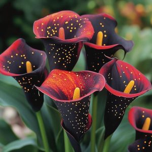 Калла Нуар купить по цене от 299р. в интернет-магазине «Посадика» с доставкой почтой в в Горно-Алтайске и по всей России – [изображение №1].