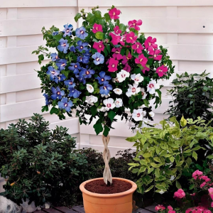 Гибискус-Дерево Триколор купить по цене от 289р. в интернет-магазине «Посадика» с доставкой почтой в в Горно-Алтайске и по всей России – [изображение №1].