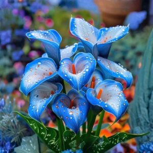 Калла Портрейт купить по цене от 292р. в интернет-магазине «Посадика» с доставкой почтой в в Горно-Алтайске и по всей России – [изображение №1].