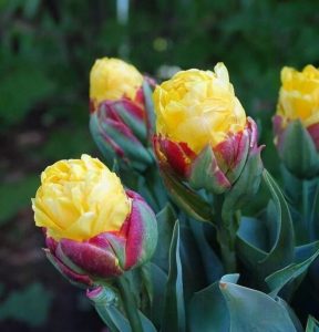 Тюльпан Айс Крим Банана купить по цене от 360р. в интернет-магазине «Посадика» с доставкой почтой в в Горно-Алтайске и по всей России – [изображение №1].