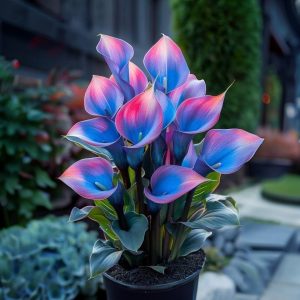 Калла Импрессия купить по цене от 590р. в интернет-магазине «Посадика» с доставкой почтой в в Горно-Алтайске и по всей России – [изображение №1].