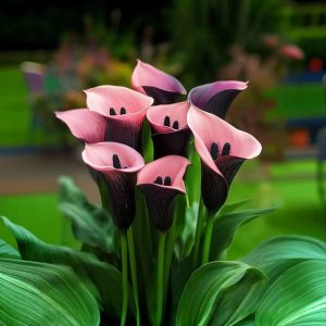 Калла Энигма купить по цене от 291р. в интернет-магазине «Посадика» с доставкой почтой в в Горно-Алтайске и по всей России – [изображение №1].