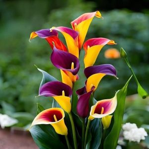 Калла Кристалл купить по цене от 450р. в интернет-магазине «Посадика» с доставкой почтой в в Горно-Алтайске и по всей России – [изображение №1].