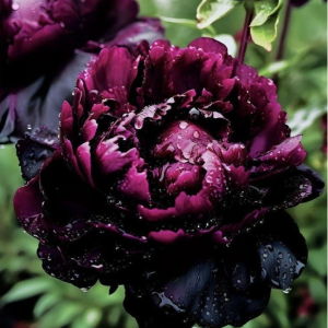 Пион Темный Сад купить по цене от 421р. в интернет-магазине «Посадика» с доставкой почтой в в Горно-Алтайске и по всей России – [изображение №1].