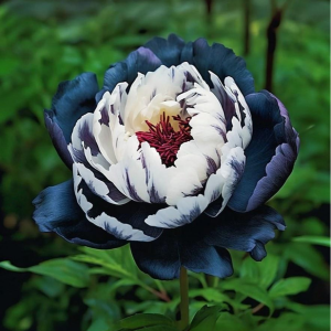 Пион Древовидный Инь-Янь купить по цене от 419р. в интернет-магазине «Посадика» с доставкой почтой в в Горно-Алтайске и по всей России – [изображение №1].