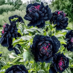 Пион древовидный Сердце Афродиты купить по цене от 600р. в интернет-магазине «Посадика» с доставкой почтой в в Горно-Алтайске и по всей России – [изображение №1].