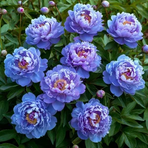 Пион Голубой лотос купить по цене от 590р. в интернет-магазине «Посадика» с доставкой почтой в в Горно-Алтайске и по всей России – [изображение №1].