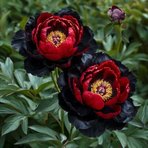 Пион Эбеновый Рубин купить по цене от 419р. в интернет-магазине «Посадика» с доставкой почтой в в Горно-Алтайске и по всей России – [изображение №1].