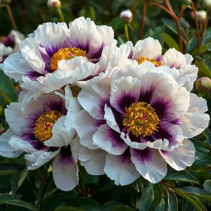 Пион Эко Саммер купить по цене от 548р. в интернет-магазине «Посадика» с доставкой почтой в в Горно-Алтайске и по всей России – [изображение №1].