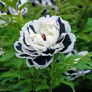 Пион Монохромный Шик купить по цене от 429р. в интернет-магазине «Посадика» с доставкой почтой в в Горно-Алтайске и по всей России – [изображение №1].