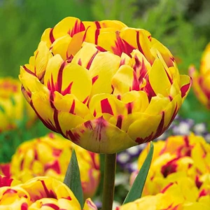 Тюльпан махровый Голден Ницц купить по цене от 361р. в интернет-магазине «Посадика» с доставкой почтой в в Горно-Алтайске и по всей России – [изображение №1].